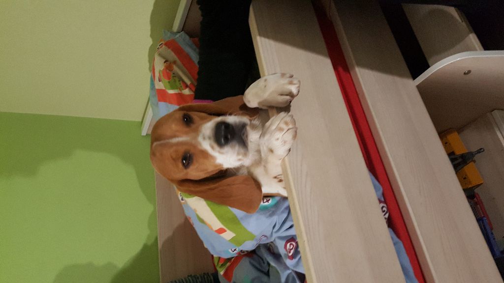 Nora du comte de la roche canine