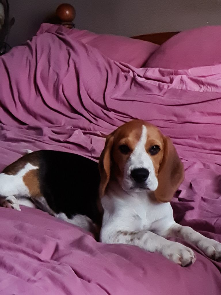 Rose des vents du comte de la roche canine