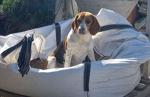 Season du comte de la roche canine
